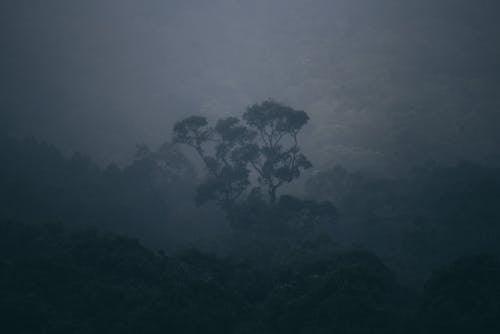 Darmowe zdjęcie z galerii z bujny, ciemny, drzewo