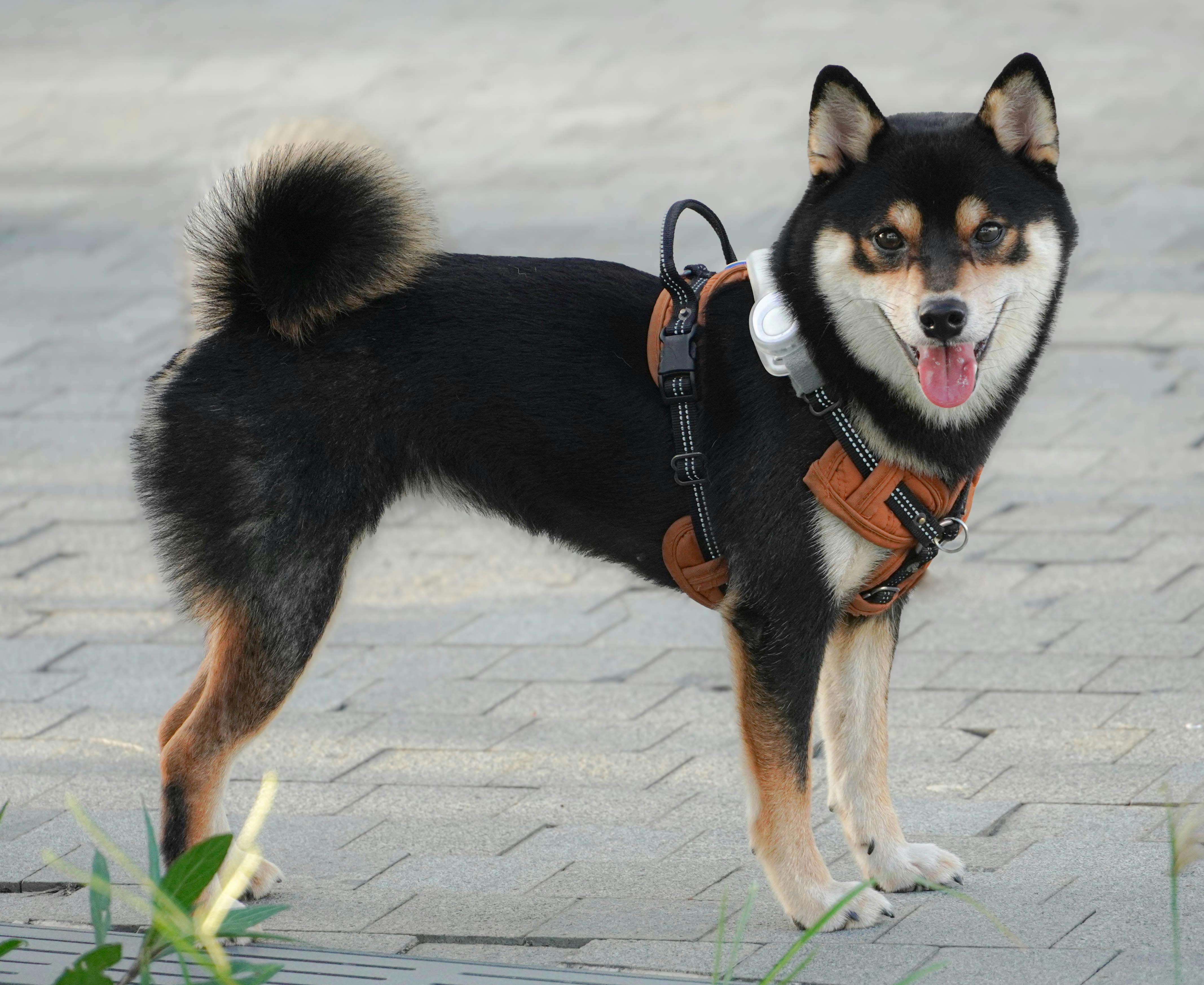 pet care pet health — Photo by 咲淚 月雨 on Pexels