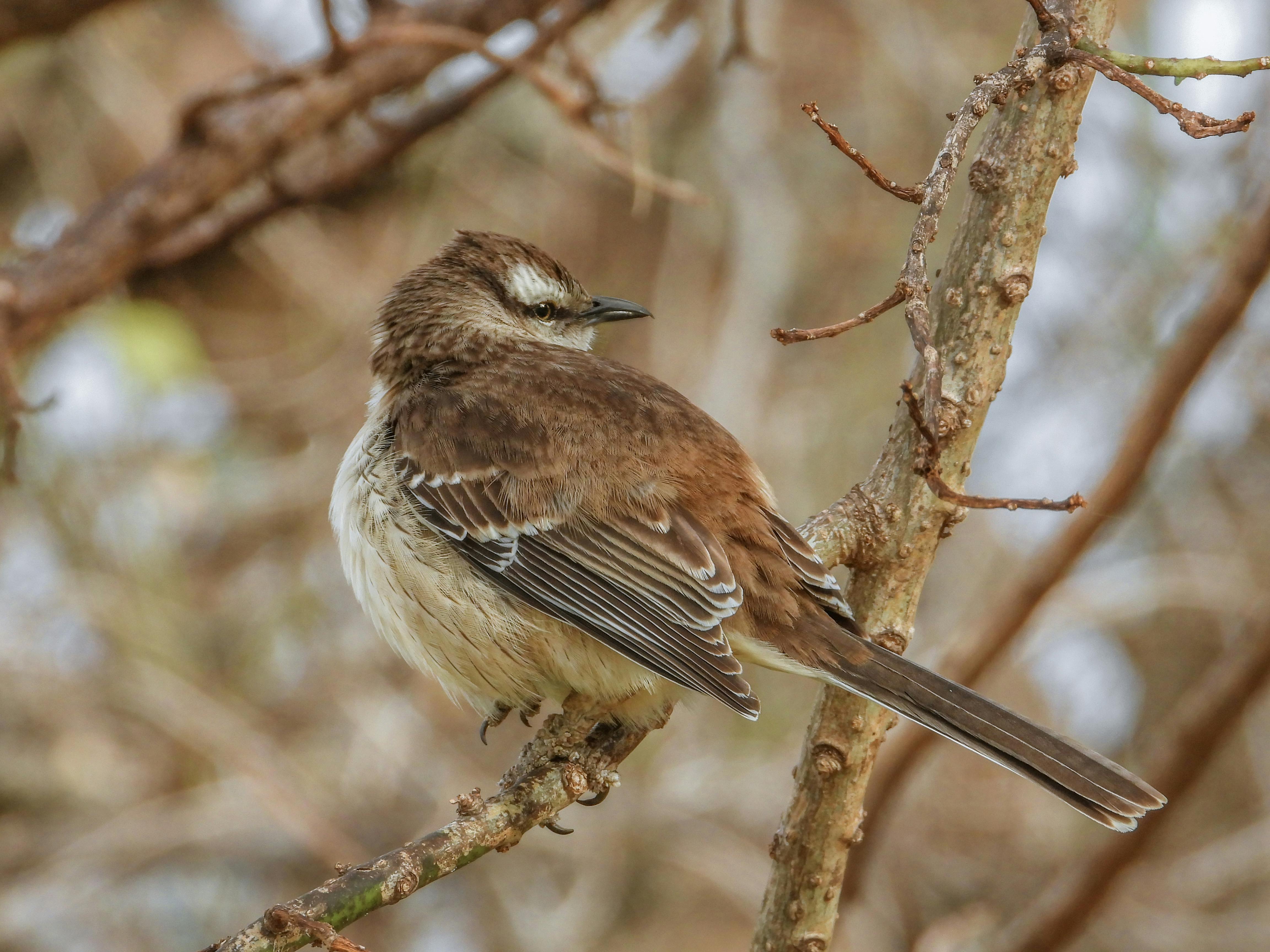 Classic Beef Burrito