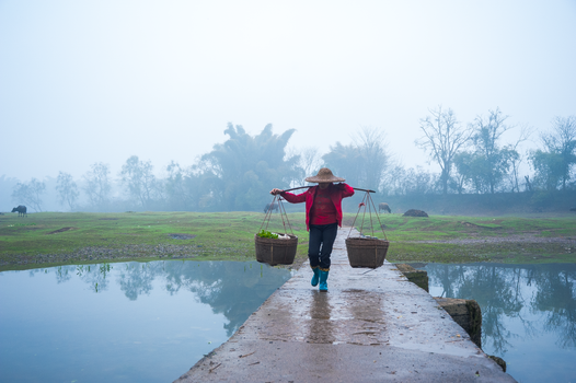 A farmer walks on a path with baskets in misty Guilin, Guangxi, China.