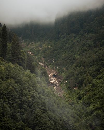 Misty forested mountain slope — Emre Simsek on Pexels