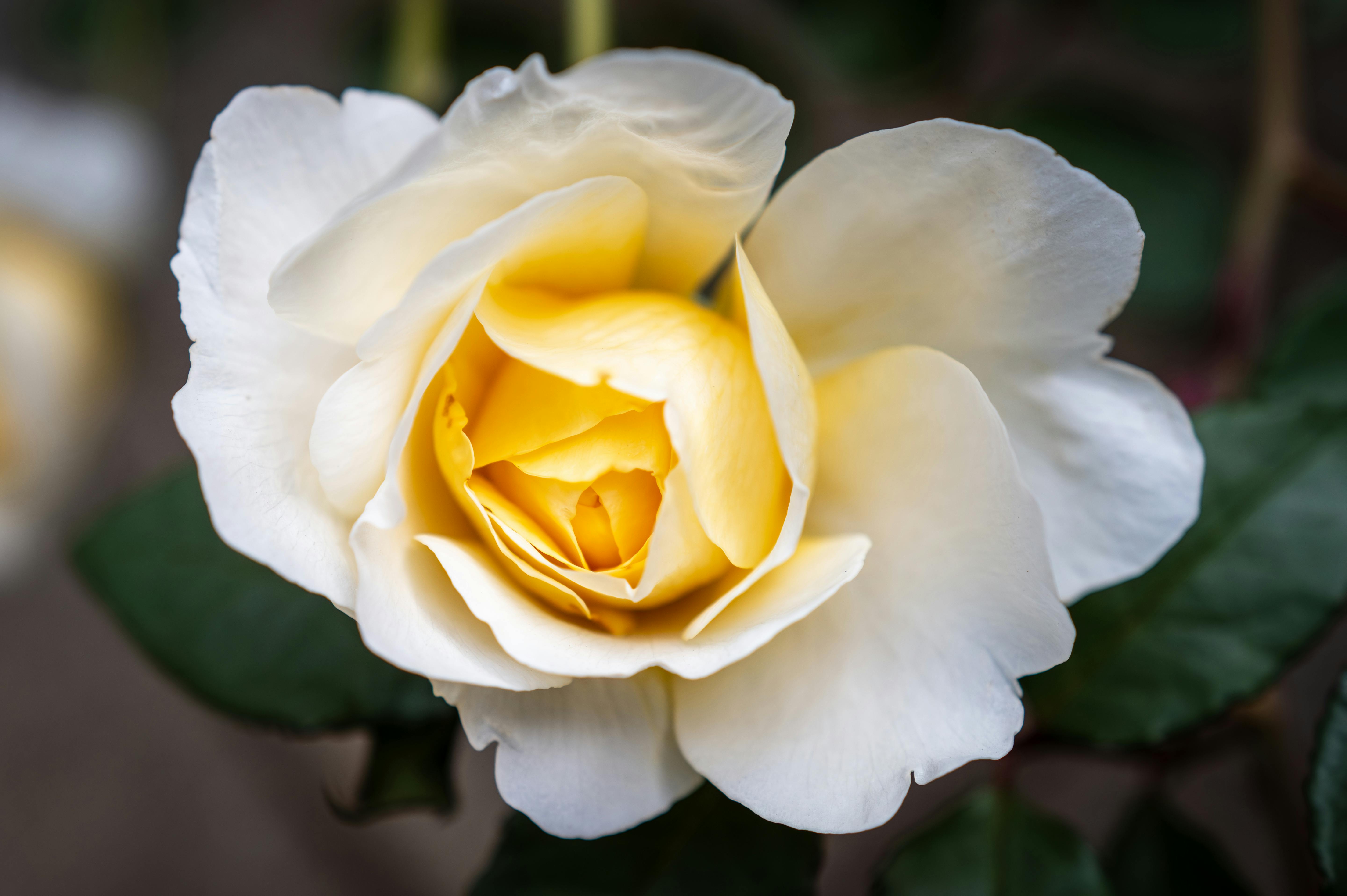 Elegant white rose in full bloom with soft yellow center captured in natural light.