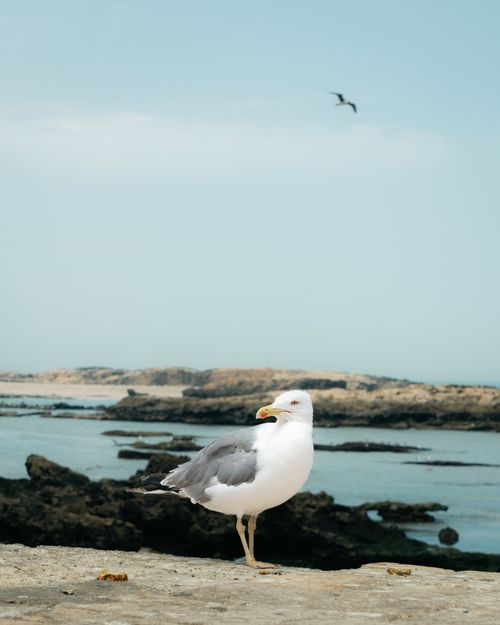 Free Seagull perched on rocks near the ocean with a clear blue sky. Stock Photo