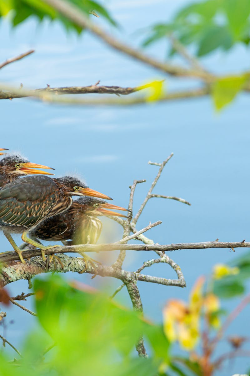 Bird Watching