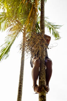 A man expertly climbs a palm tree to harvest Açaí berries in Belém, Brazil.