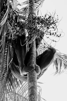 A man climbs a palm tree to harvest açaí berries in the Amazon rainforest, Brazil.