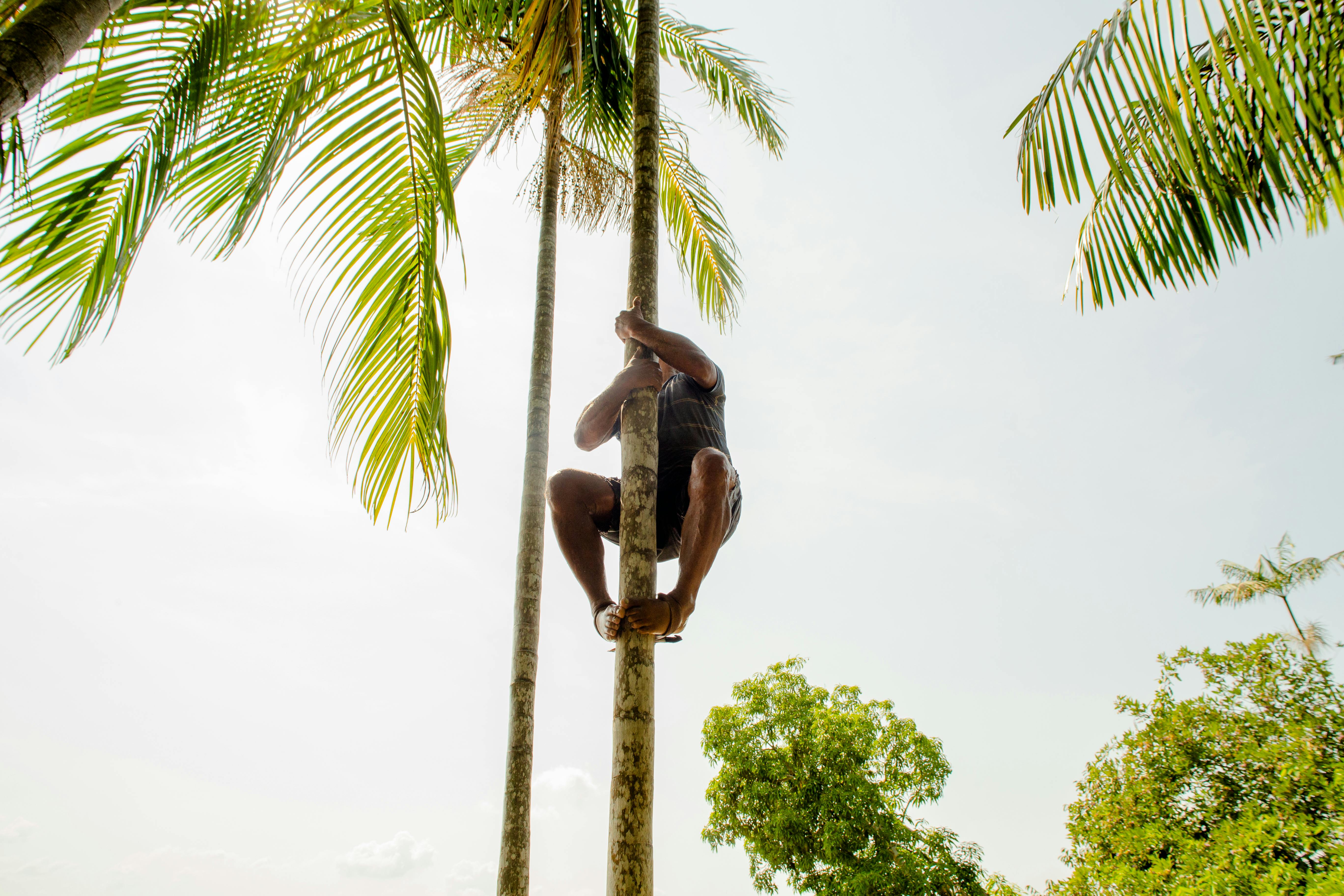A man skillfully climbs a palm tree in the lush greenery of Belém, Brazil.