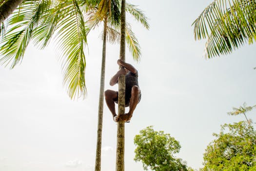 A man skillfully climbs a palm tree in the lush greenery of Belém, Brazil.