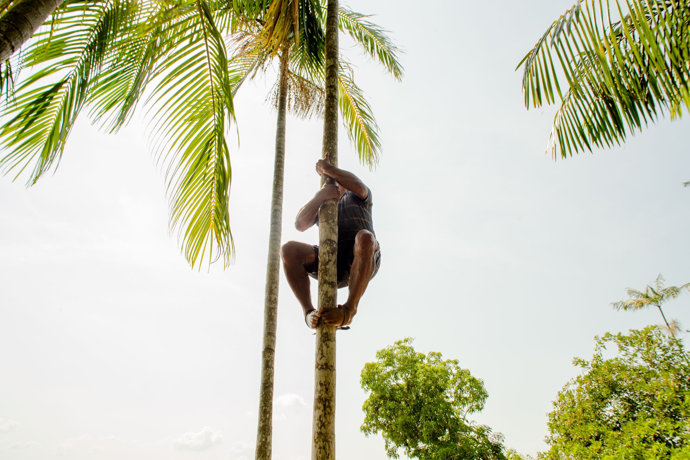 Man Climbing Palm Tree in Belém, Brazil · Free Stock Photo