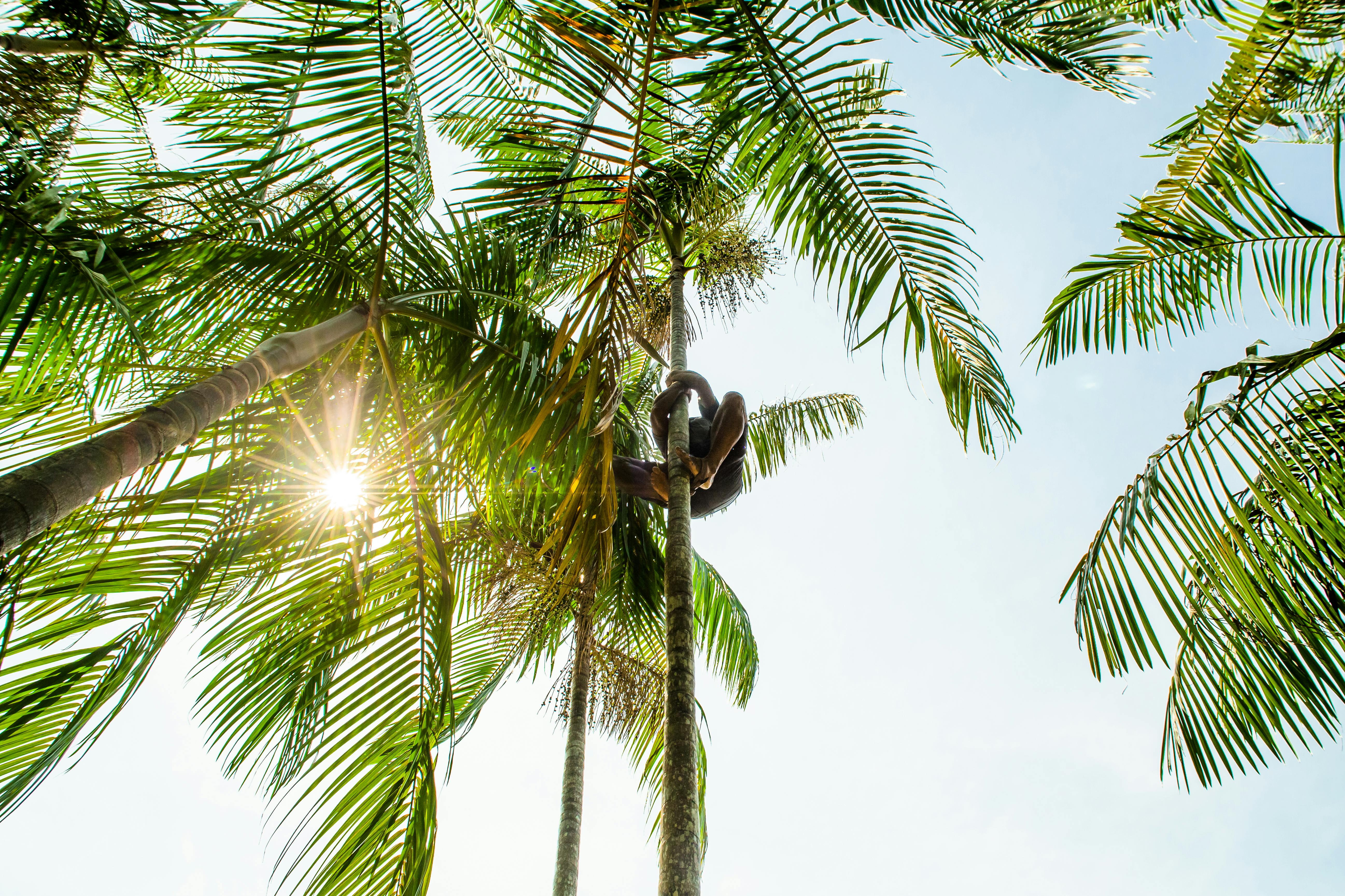 A person climbs tall palm trees in sunny Belém, Brazil setting.
