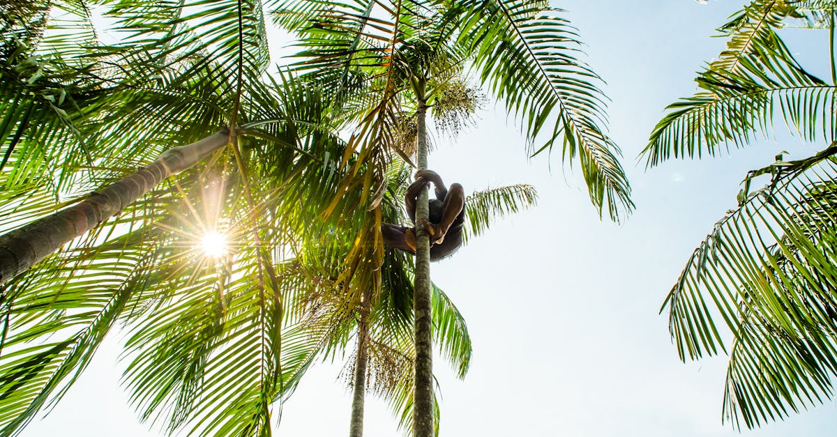 A person climbs tall palm trees in sunny Belém, Brazil setting.