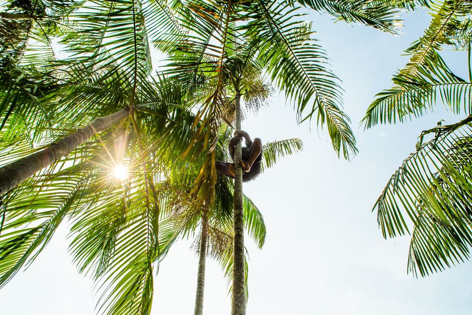 Spectacular City Tour Salvador Historica Review: Exploring Brazil's First Capital with a Local Guide Review 2026 - A person climbs tall palm trees in sunny Belém, Brazil setting.