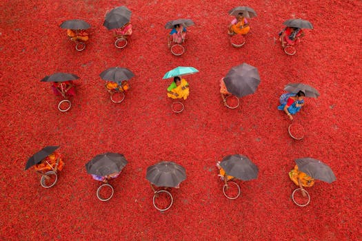 Women with umbrellas drying red chilies outdoors in West Bengal, India. Vibrant aerial perspective.
