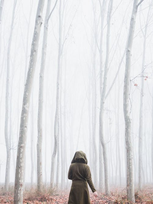 Free Person Standing Near Trees Stock Photo
