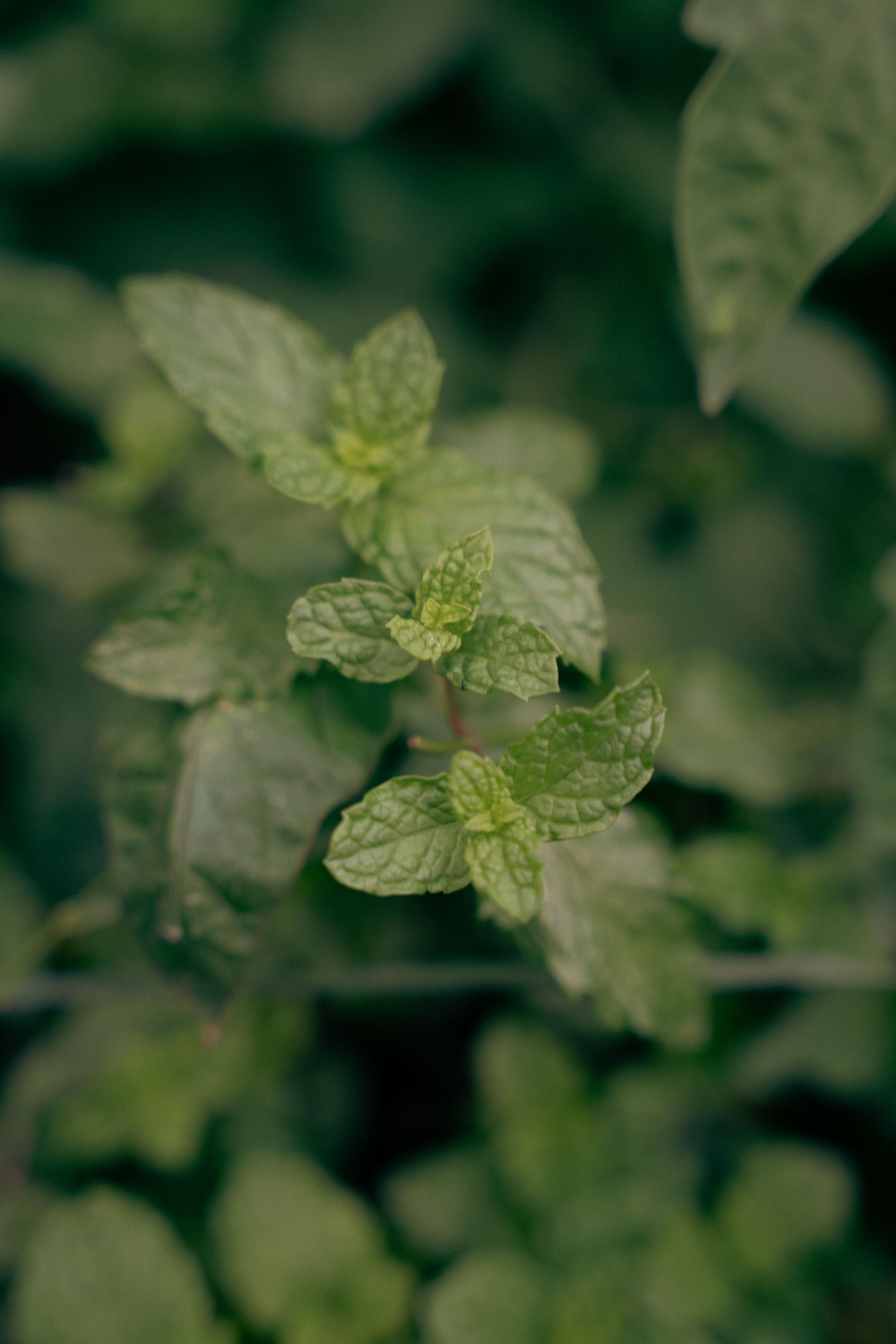 Fotomural Vista detallada de hojas de menta vibrantes con suave iluminación natural.