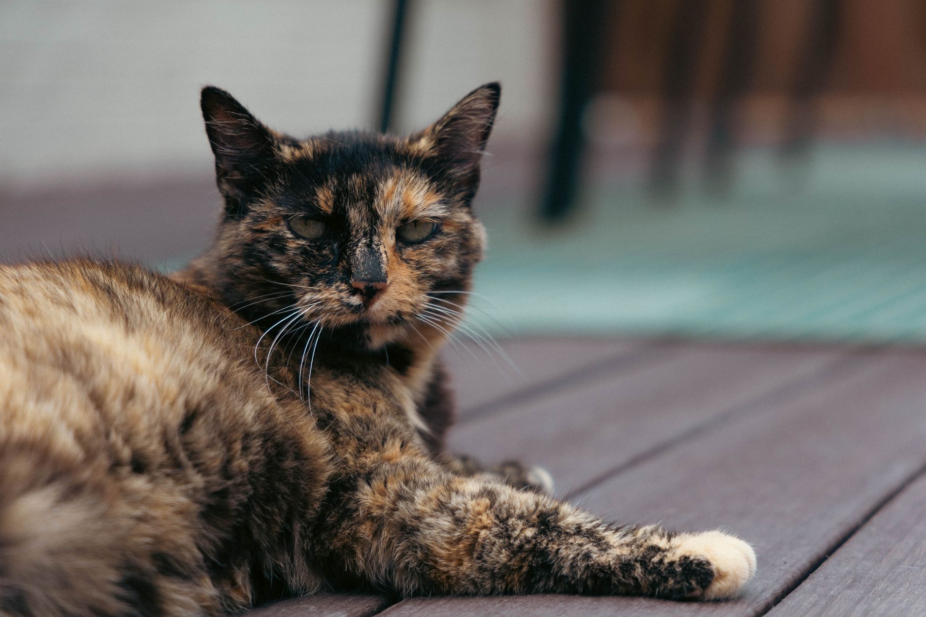 Veterinarian examining a cat during a checkup