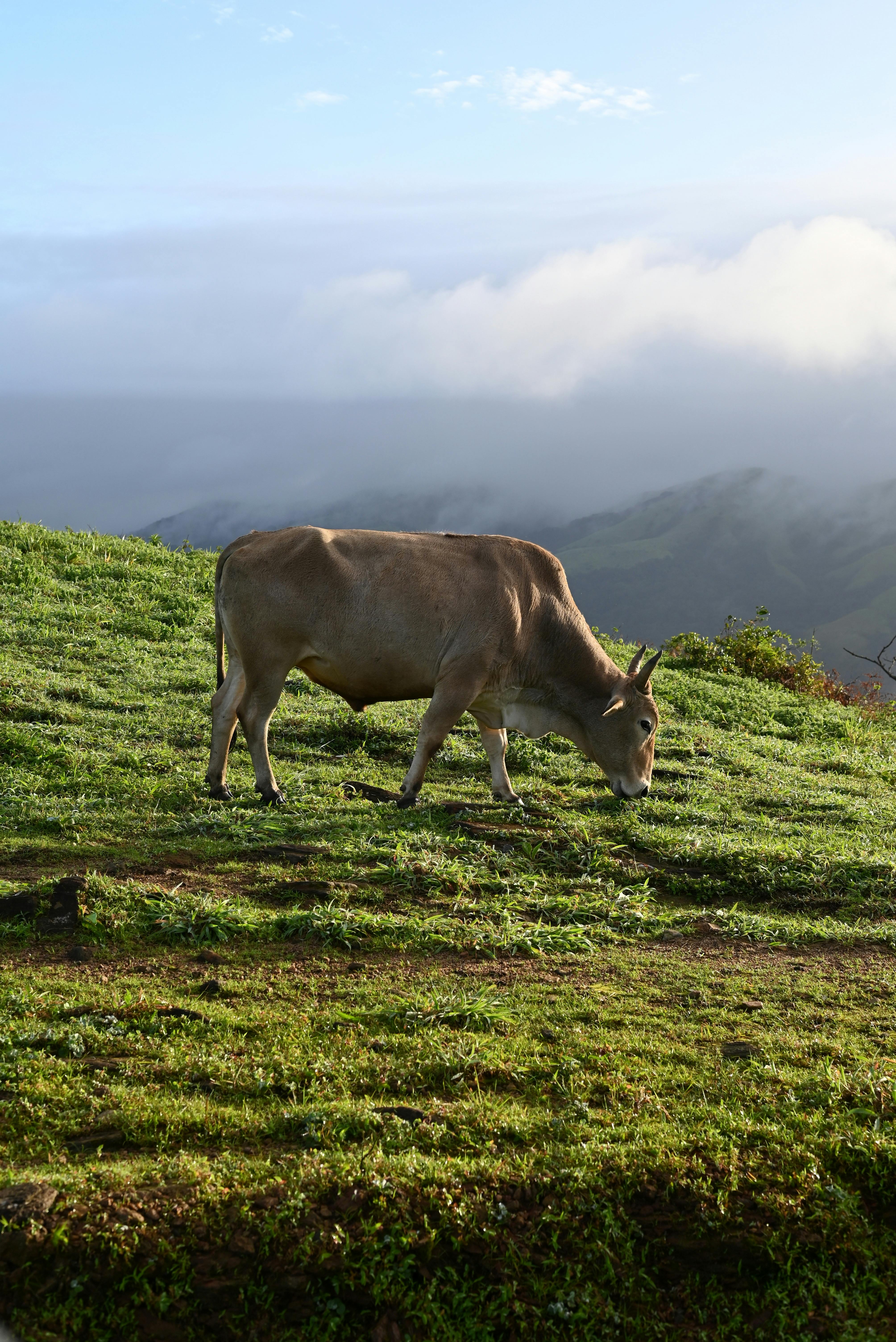 Gratuit Une vache brune paissant sur une colline verdoyante dans la région pittoresque de Madikeri, en Inde. Photos