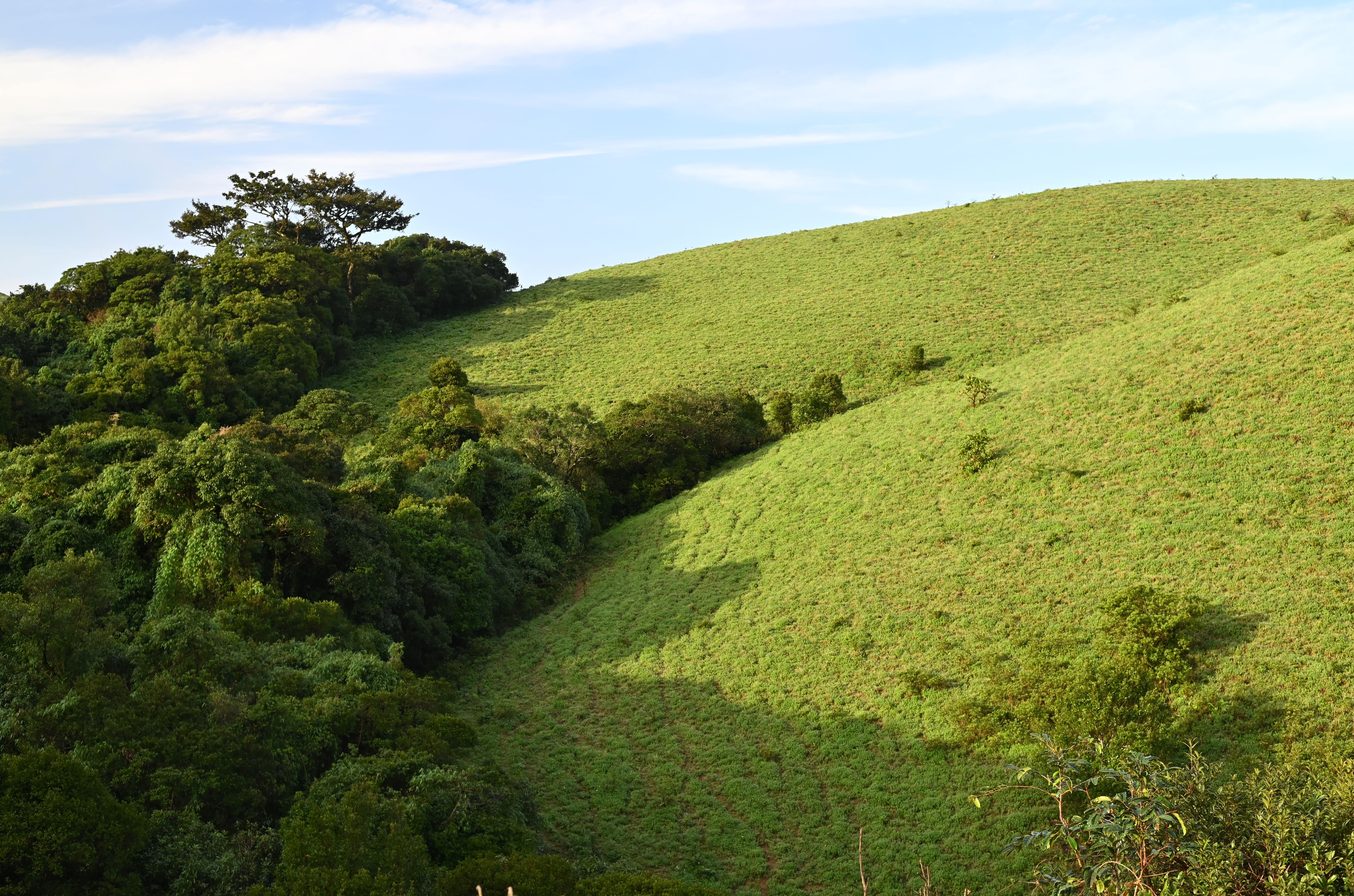 Best Resorts in Coorg for Couples: Top Picks & Honest Reviews