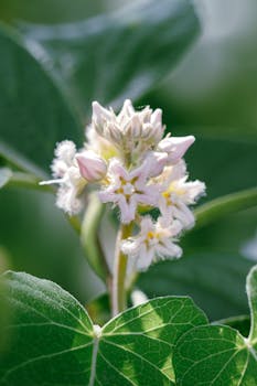 Delicate white star-shaped flowers blooming among lush green leaves, showcasing nature's beauty.