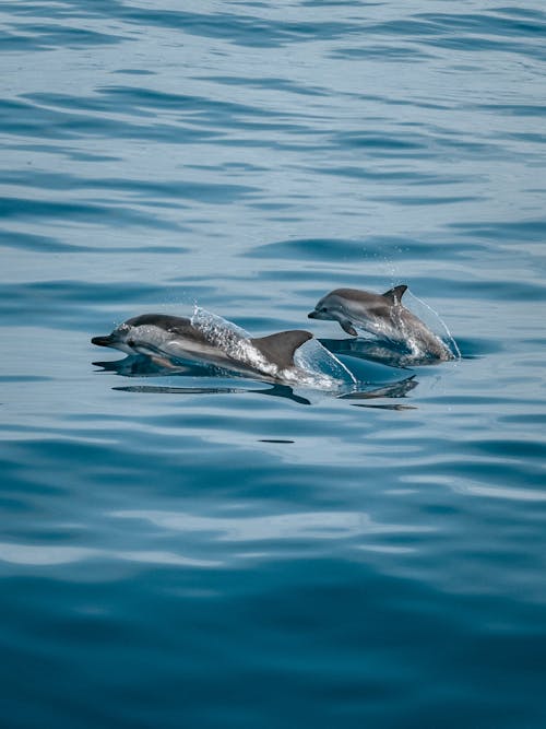 Free Dolphins Jumping Out from Ocean Stock Photo