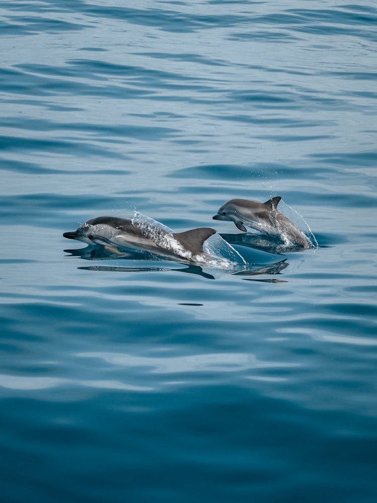 Dolphins Jumping Out From Ocean