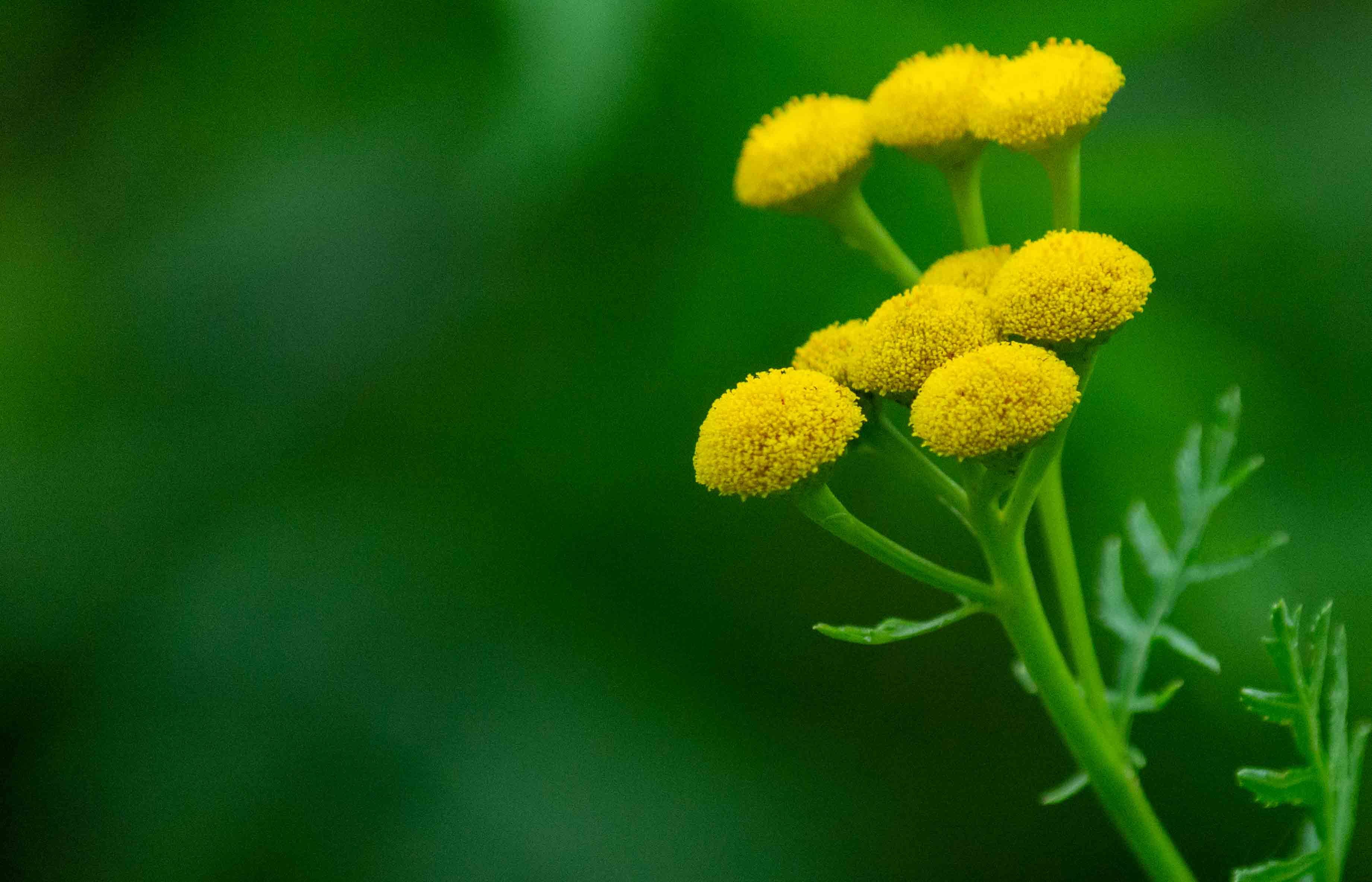 Пижма: властивості, застосування та вирощування у домашніх умовах — tansy flowers yellow medicinal herb garden