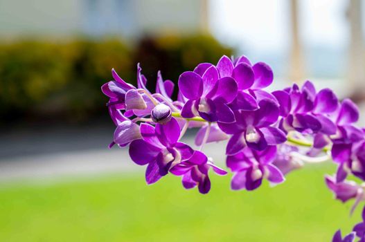Close-up of a vibrant purple orchid blooming outdoors against a blurred natural background.