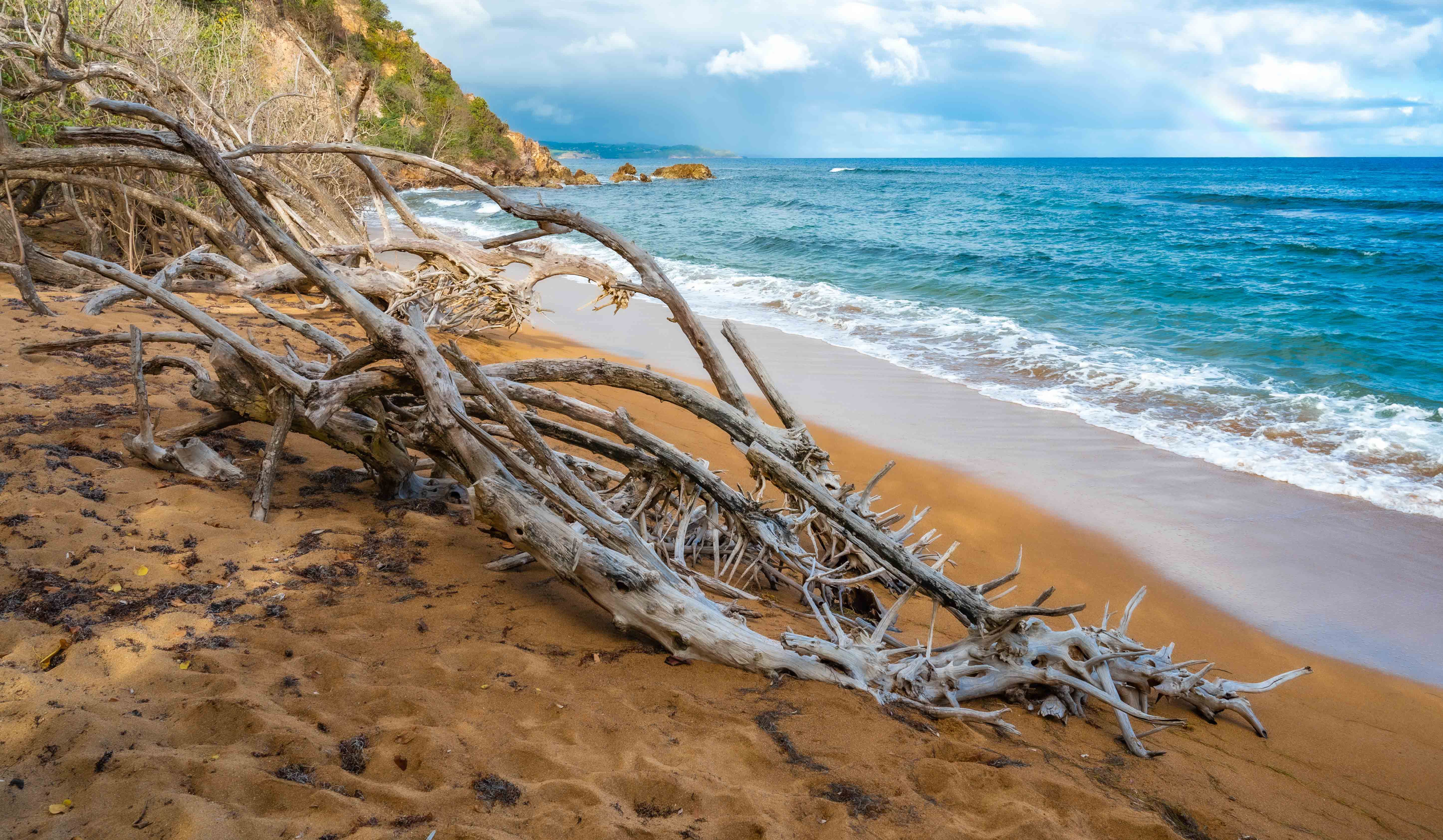 Driftwood on a sandy beach with calm ocean waves