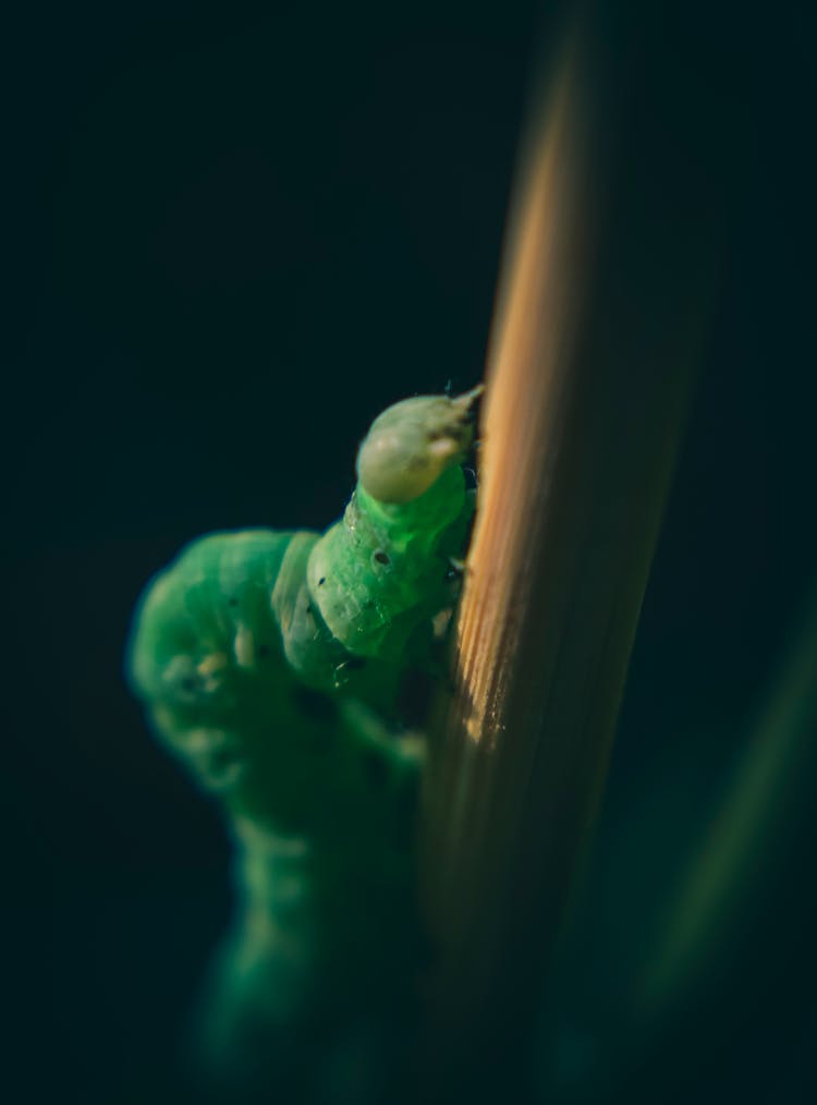 Close-Up Photo Of Green Caterpillar