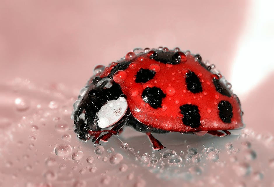 Close Up Photo of Lady Bug · Free Stock Photo