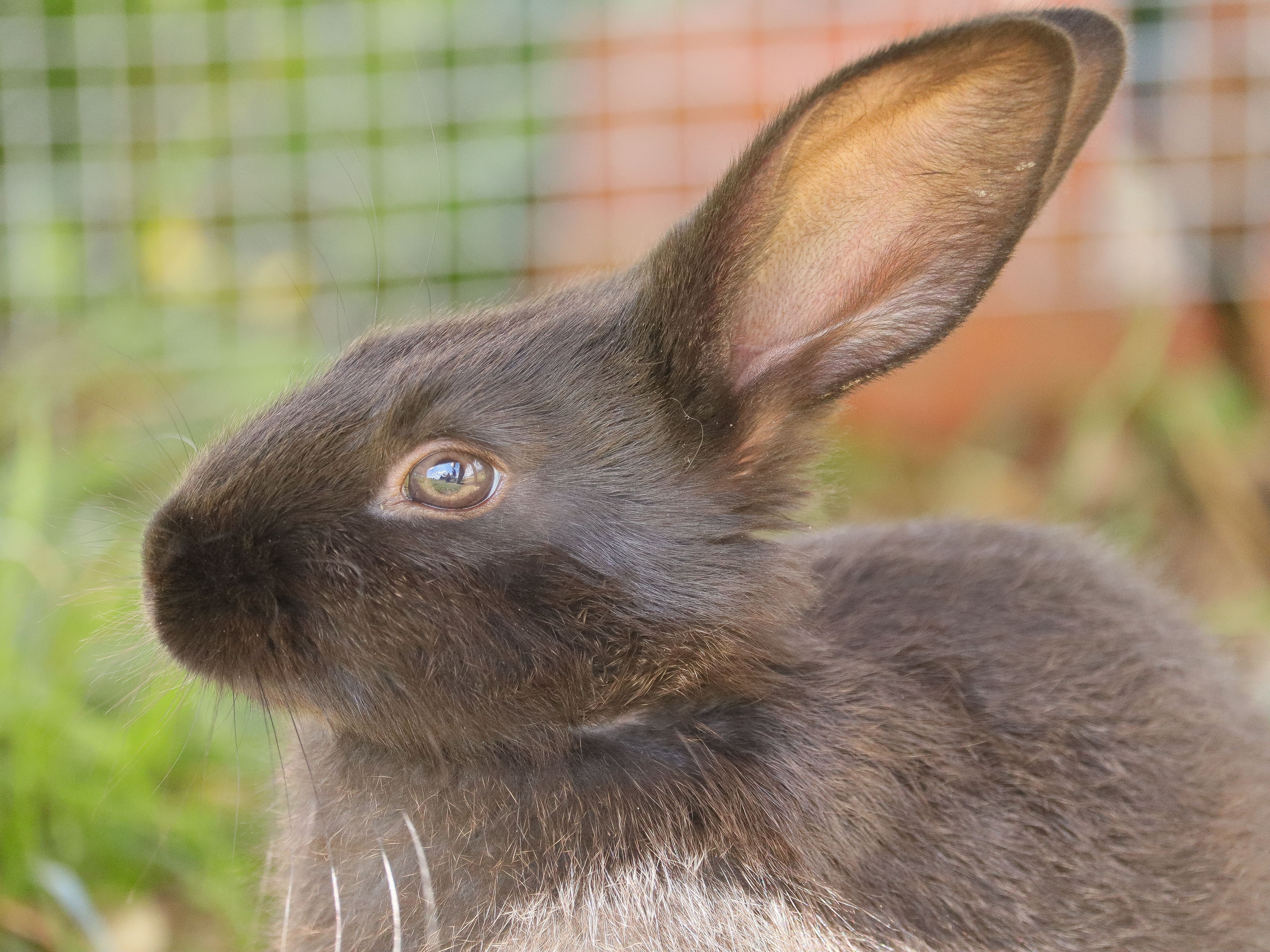 A detailed close-up photograph of a brown rabbit with erect ears in a garden environment, showing vibrant fur texture.