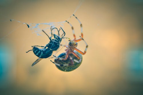 Free Bee Trapped on Spiderweb Beside Spider Stock Photo