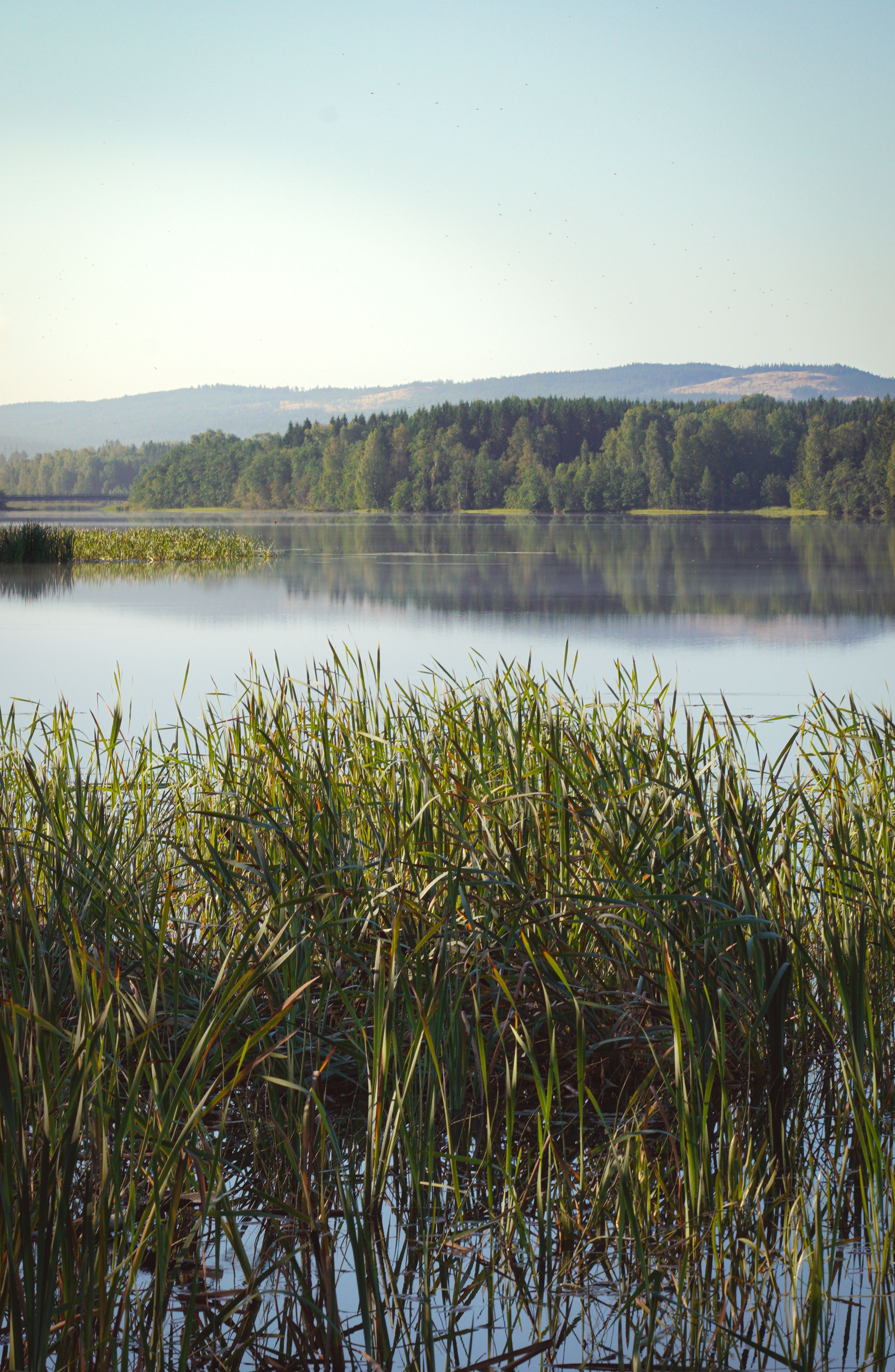 Serene view of a lake with reeds and forest in Värmland, Sweden.