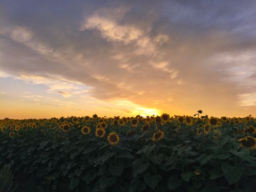 Free A breathtaking view of a sunflower field during a vibrant summer sunset. Stock Photo