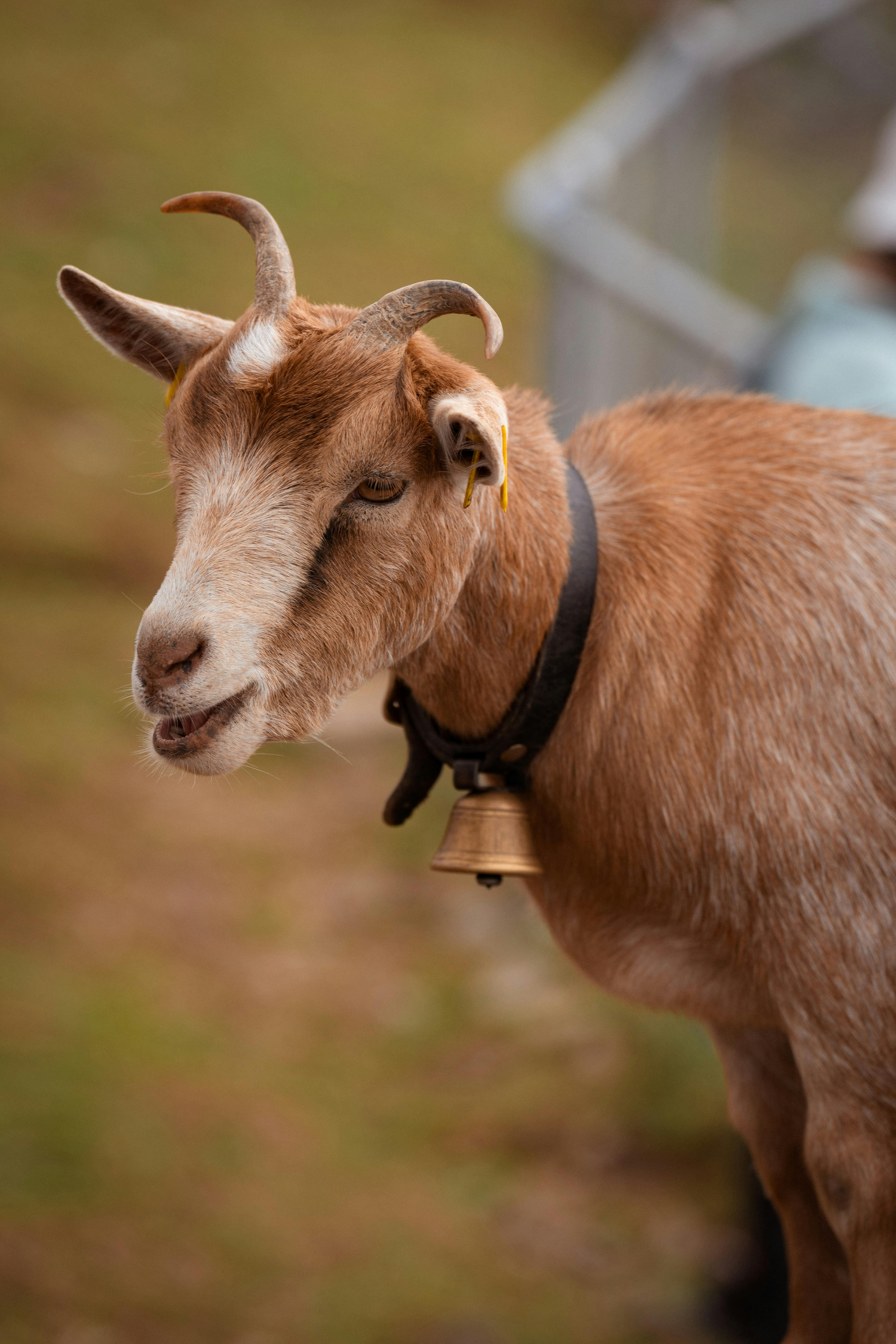 grátis Uma encantadora cabra marrom com um sino no pescoço em meio a um cenário rústico de fazenda. Foto profissional