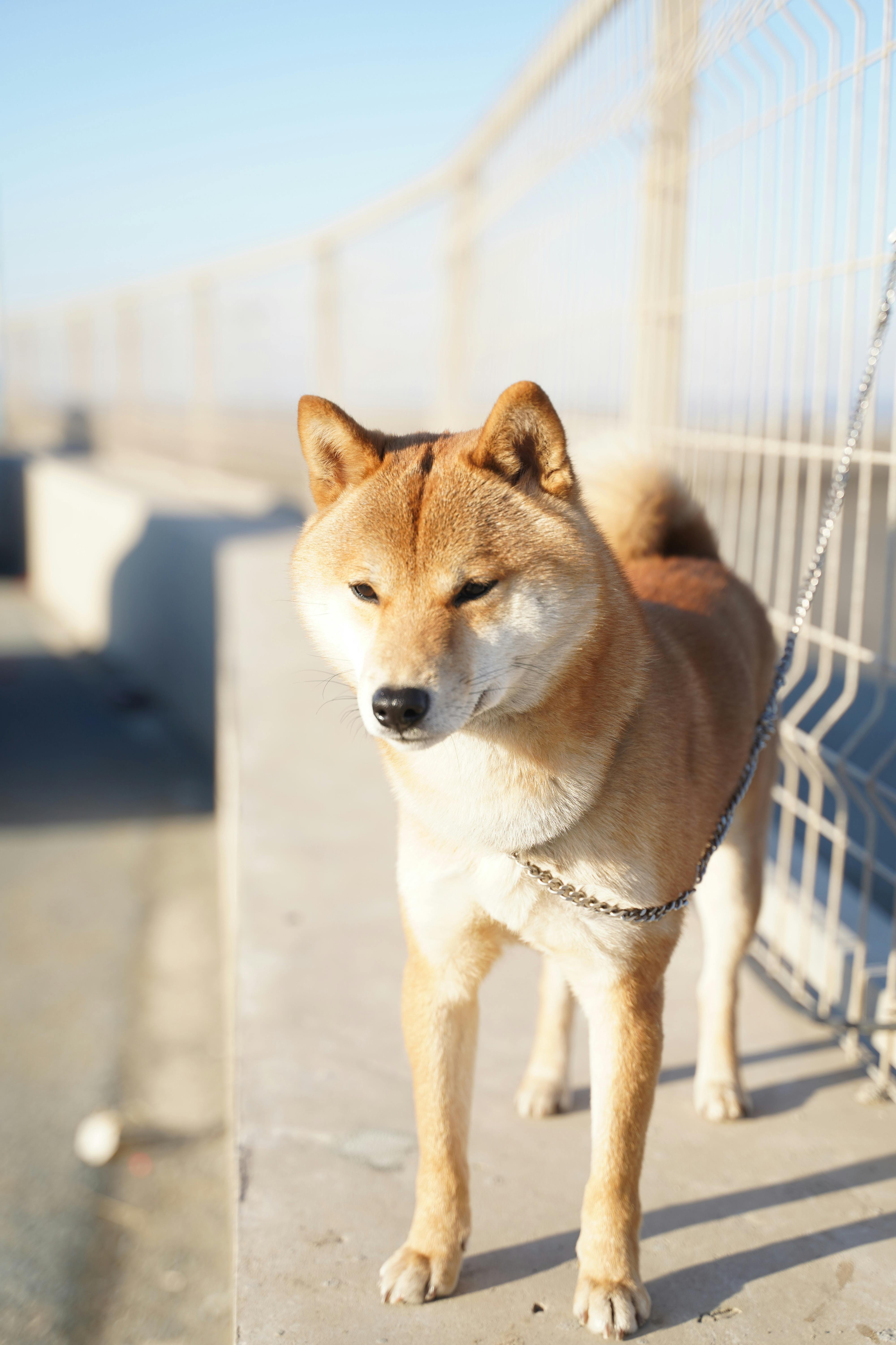 Shiba Inu Coin: Can It Thrive in the Next Crypto Bull Market?