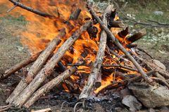 Forest camping with bonfire