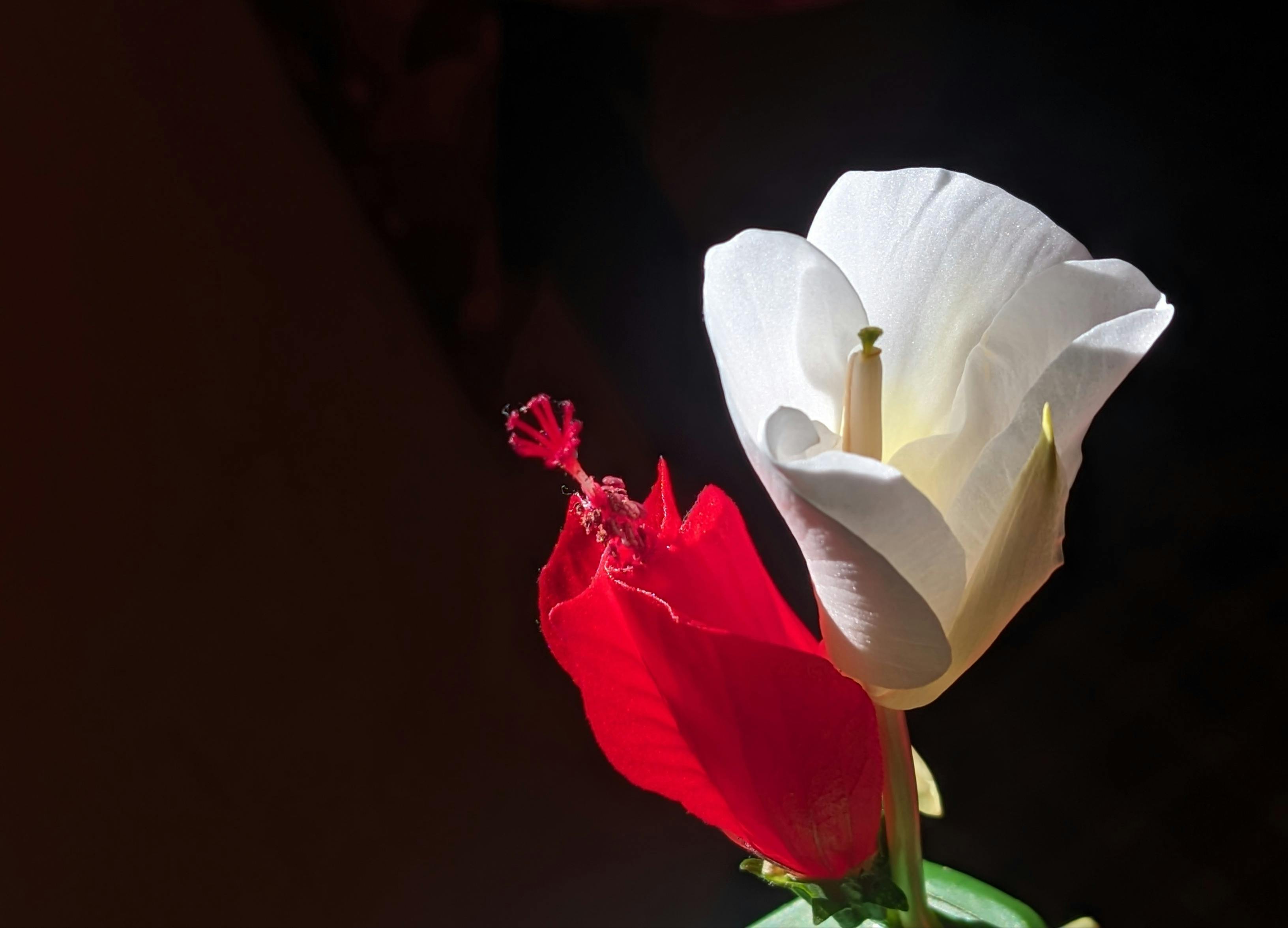 Elegant close-up of contrasting white and red flowers in soft light.