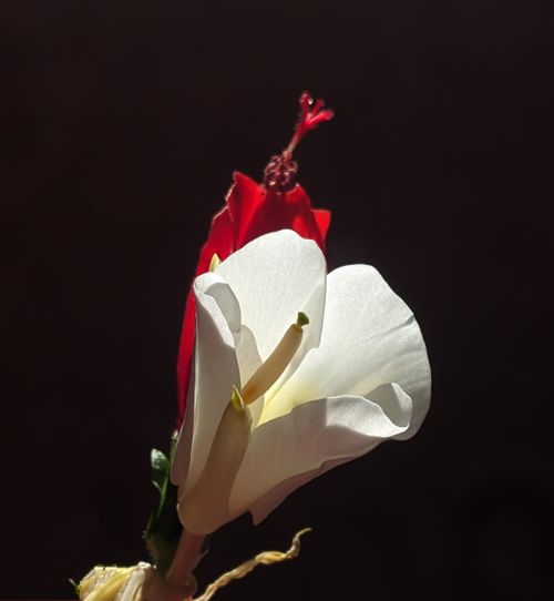 Free A striking close-up of red and white flowers illuminated against a dark background, highlighting intricate details. Stock Photo