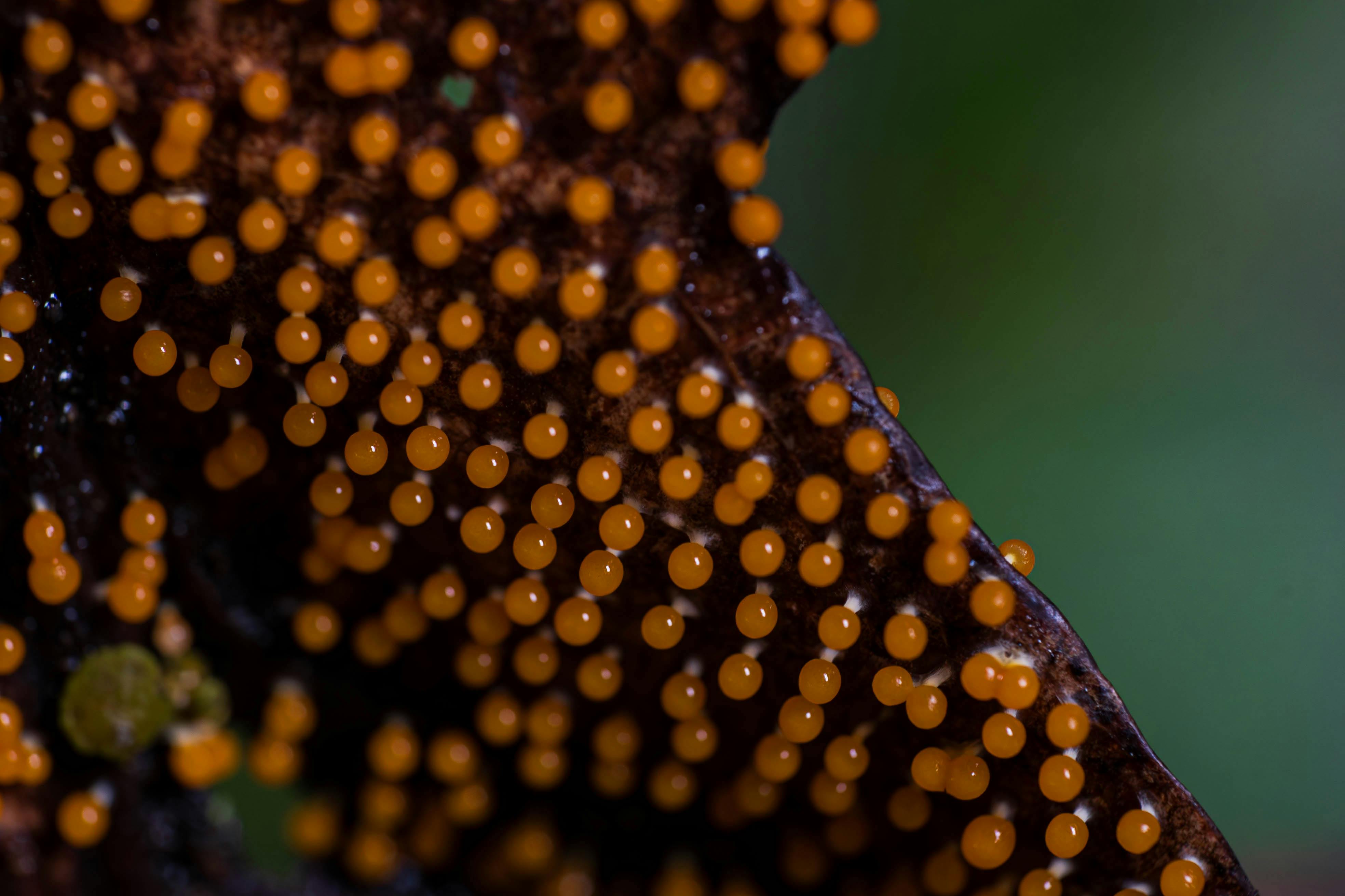 Why Do Dogs Have Wet Noses? Discover The Fascinating Reasons! 1 The Science Behind Those Moist Noses: Understanding Canine Biology