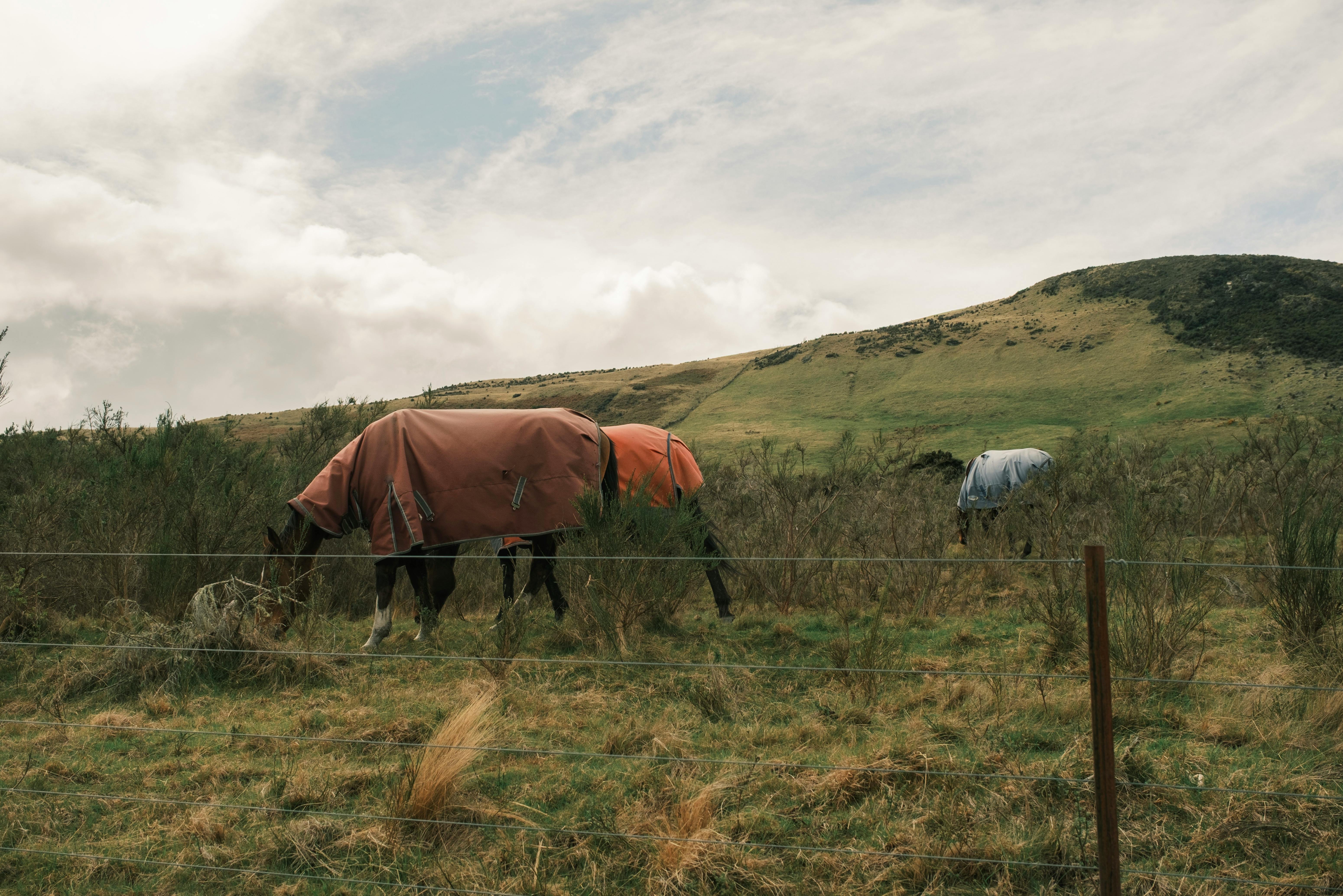 A travel guide to New Zealand: Cost, culture and more tips for visiting the country — Photo by Roberto Machain on Pexels