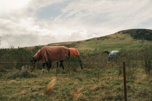 Glenorchy horse trek — New Zealand — Queenstown