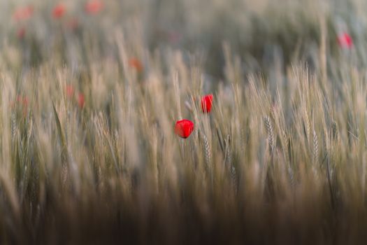 A calming landscape of a wheat field adorned with vibrant red poppy flowers under soft lighting.
