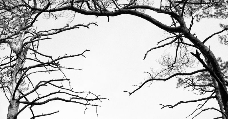 Branches du voisin : ce que dit vraiment la loi