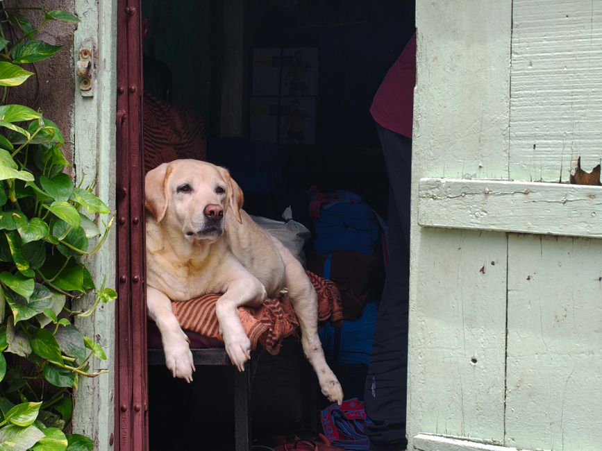 A yellow Labrador retriever rests by an open door, surrounded by lush greenery, exuding tranquility.