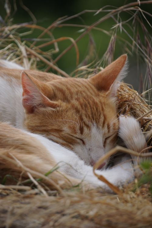 Free Serene ginger cat peacefully sleeping amidst dry grass in Kilkis, Greece. Stock Photo