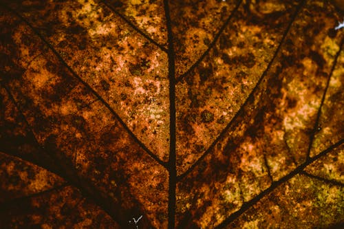 Free Close-Up Photo of Brown Leaf Stock Photo