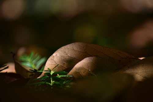 Selective Focus Photo of Brown Leaf