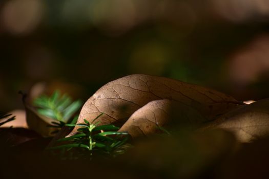 Macro close-up of a dried leaf with veins and texture, emphasizing the pattern and depth of field.
