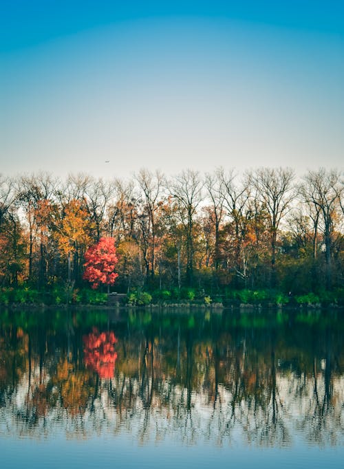 Foto De Lago Cerca De árboles